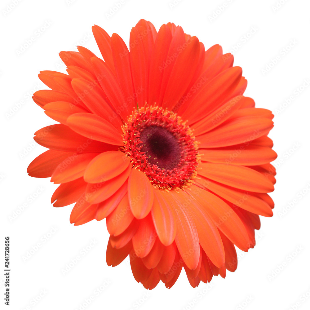 Orange gerbera flower isolated on white background. Flat lay, top view Orange gerbera flower isolated on white background. Flat lay, top view