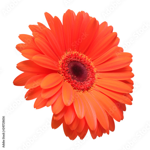 Orange gerbera flower isolated on white background. Flat lay  top view