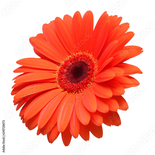 Orange gerbera flower isolated on white background. Flat lay, top view © Flower Studio