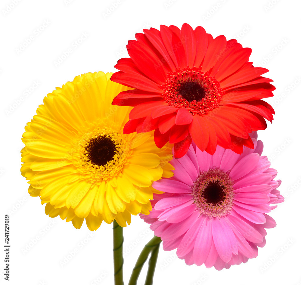Bouquet of beautiful delicate flowers gerberas isolated on white background. Fashionable creative floral composition. Summer, spring. Flat lay, top view Bouquet of beautiful delicate flowers gerberas isolated on white background. Fashionable creative floral composition. Summer, spring. Flat lay, top view