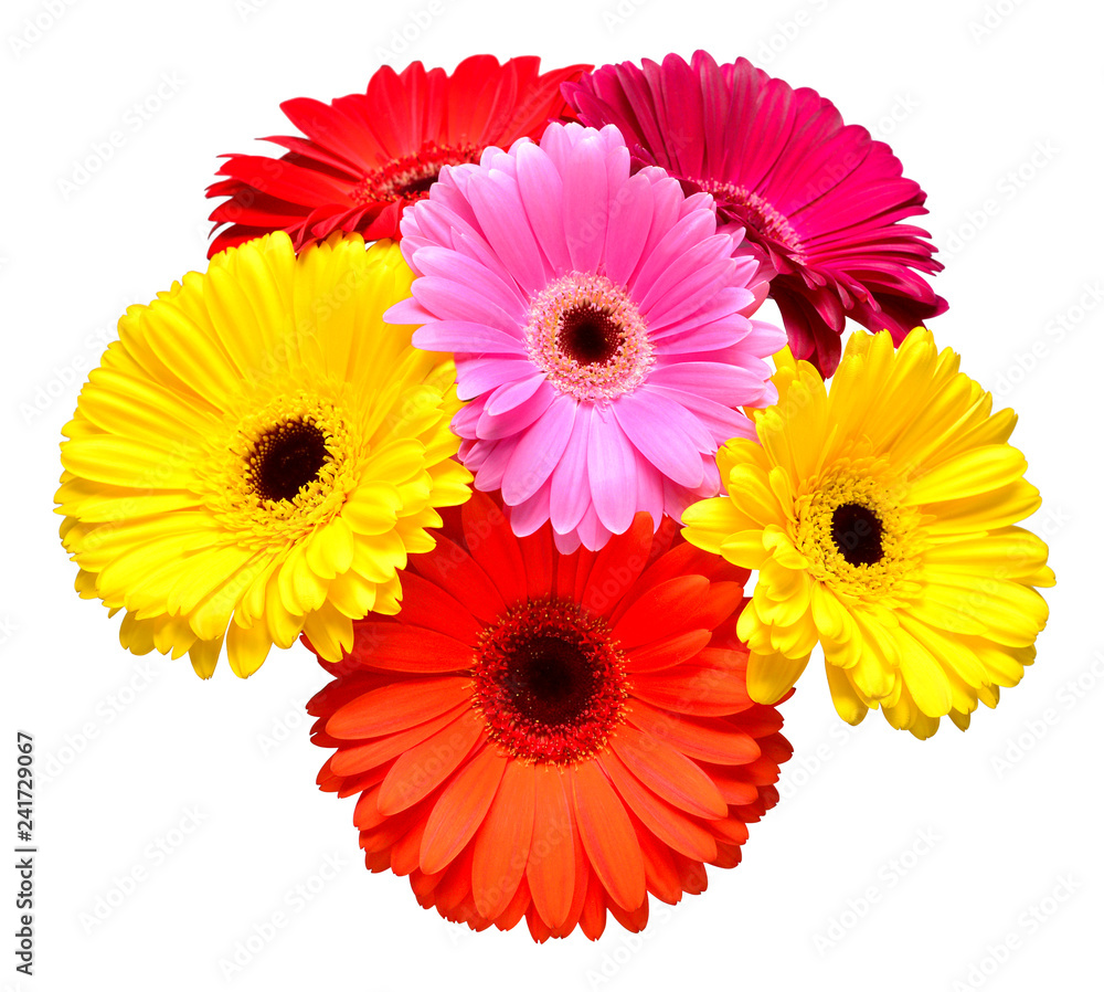 Bouquet of beautiful delicate flowers gerberas isolated on white background. Fashionable creative floral composition. Summer, spring. Flat lay, top view