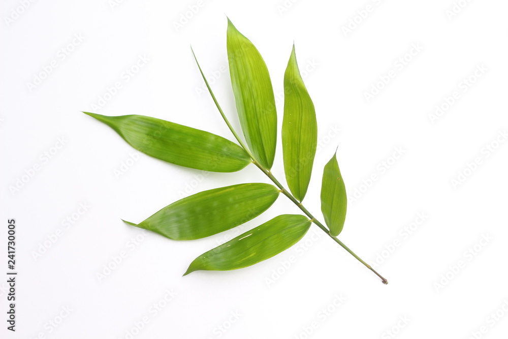 Fototapeta premium Fresh bamboo leaf on white