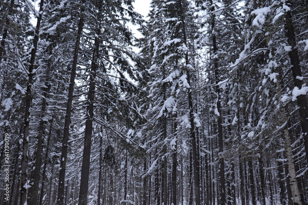 Fototapeta premium Зимний лес