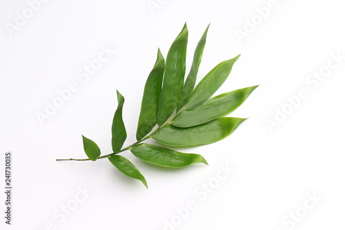 Fresh bamboo leaf on white