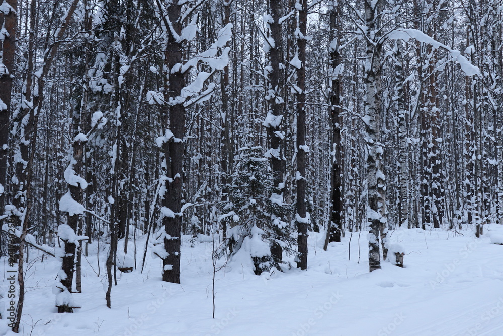 forest in winter forest in winter