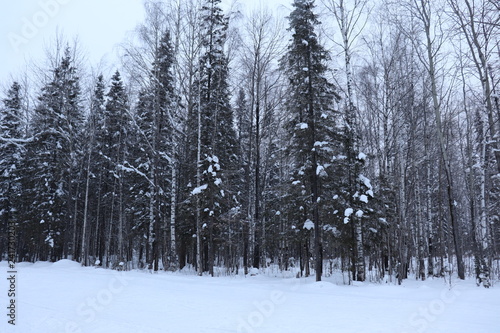 Fototapeta Naklejka Na Ścianę i Meble -  winter forest