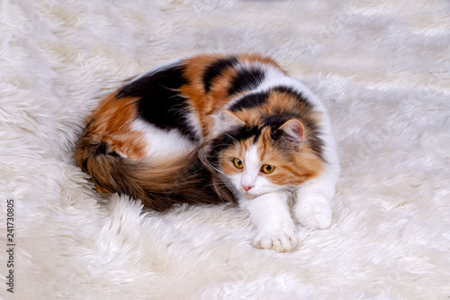 Pet animal  cute cat indoor. Cute kitten cat. © Esin Deniz