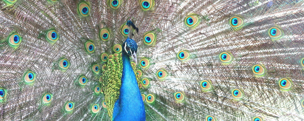 Fototapeta premium piękny paw indyjski z pawimi piórami w ogonie pawia
