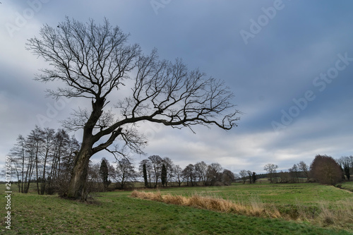 kahler Baum in einer Wiesenlandschaft bei Mellenthin auf Usedom © dL
