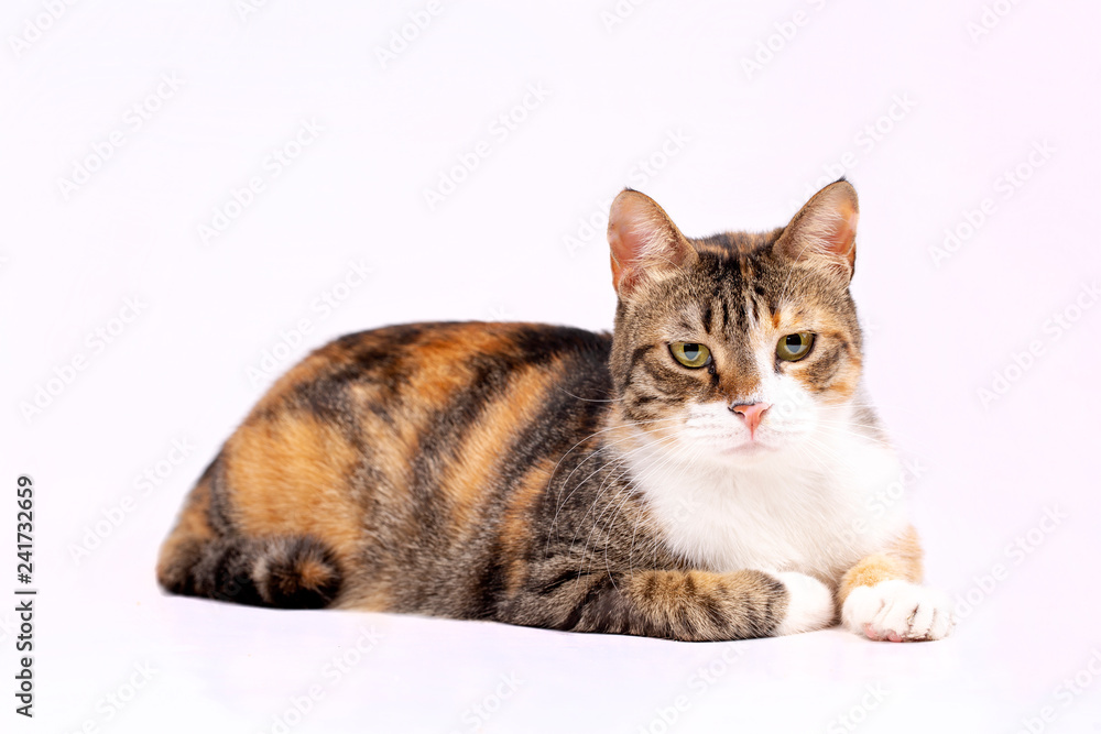 Obraz premium Pet animal; cute cat indoor. Cute kitten cat.