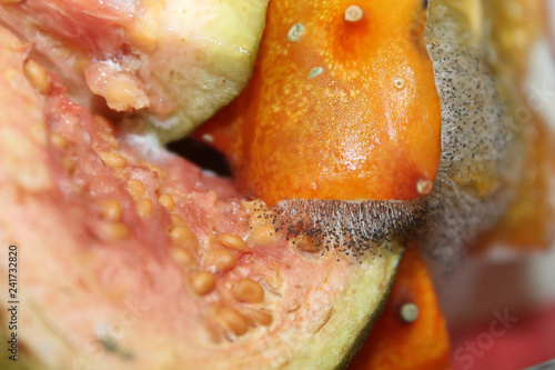 Mold on exotic fruits. Spoiled guava and kiwano photo