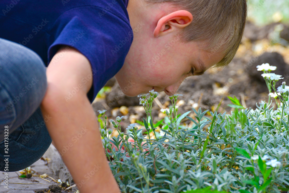 Fototapeta premium The boy is smelling flowers on a summer day in the park outside