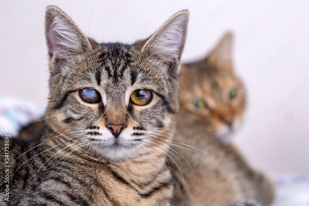 Pet animal; cute cat indoor. Cute kitten cat. Pet animal; cute cat indoor. Cute kitten cat.