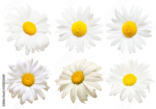 Collection of creative daisies flowers isolated on white background. Flat lay, top view. Floral pattern, object © Flower Studio