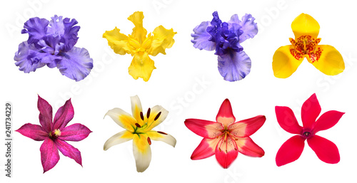 Collection flowers of iris, lily, cyclamen, clematis, tigridia isolated on white background. Multicolored, floristry composition, love. Floral pattern, object. Flat lay, top view © Flower Studio