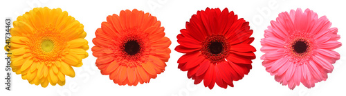 Collection beautiful delicate flowers gerberas isolated on white background. Fashionable creative floral composition. Summer  spring. Flat lay  top view