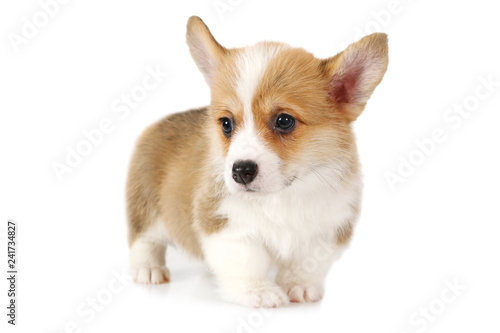 Welsh Corgi Pembroke puppy isolated on white background