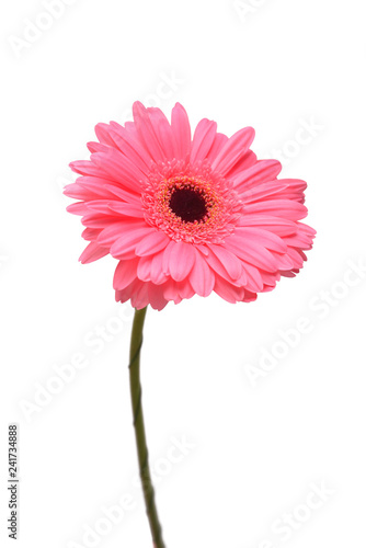 Pink gerbera head flower isolated on white background. Flat lay  top view