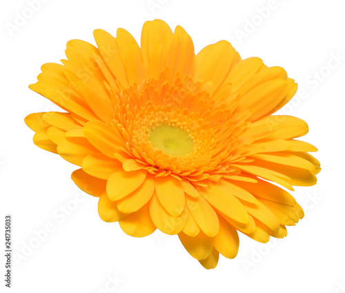 Yellow gerbera head flower isolated on white background. Calendula officinalis  marigold. Floral pattern. Flat lay  top view