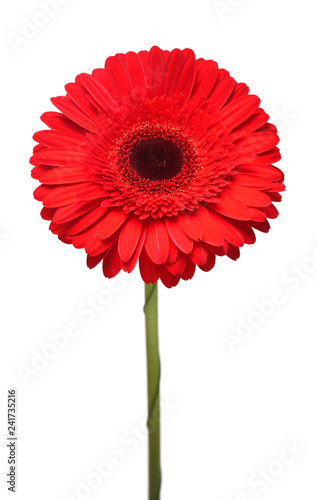 Red gerbera flower head isolated on white background. Flat lay  top view