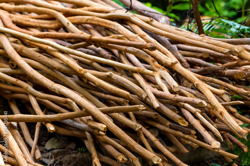 Foto Pile of cinnamon tree branches in Sri Lanka