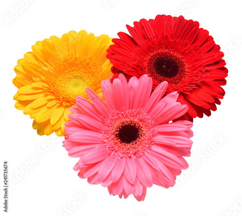 Bouquet of beautiful delicate flowers gerberas isolated on white background. Fashionable creative floral composition. Summer  spring. Flat lay  top view