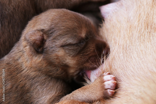 Newborn puppy eating breast milk