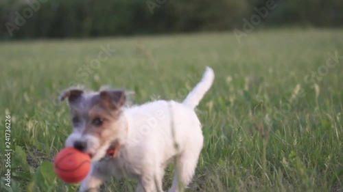 Jack Russell Terrier puppy dog with long hair holding orange ball and running in green grass