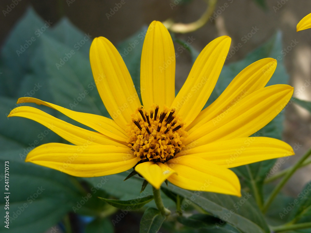 photo of spring yellow flowered Jerusalem artichoke