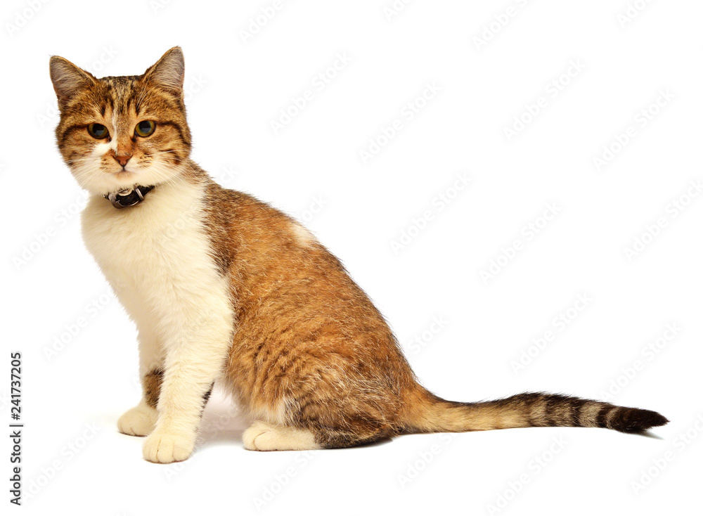 Beautiful cat with a chic tail isolated on white background. Brindle color