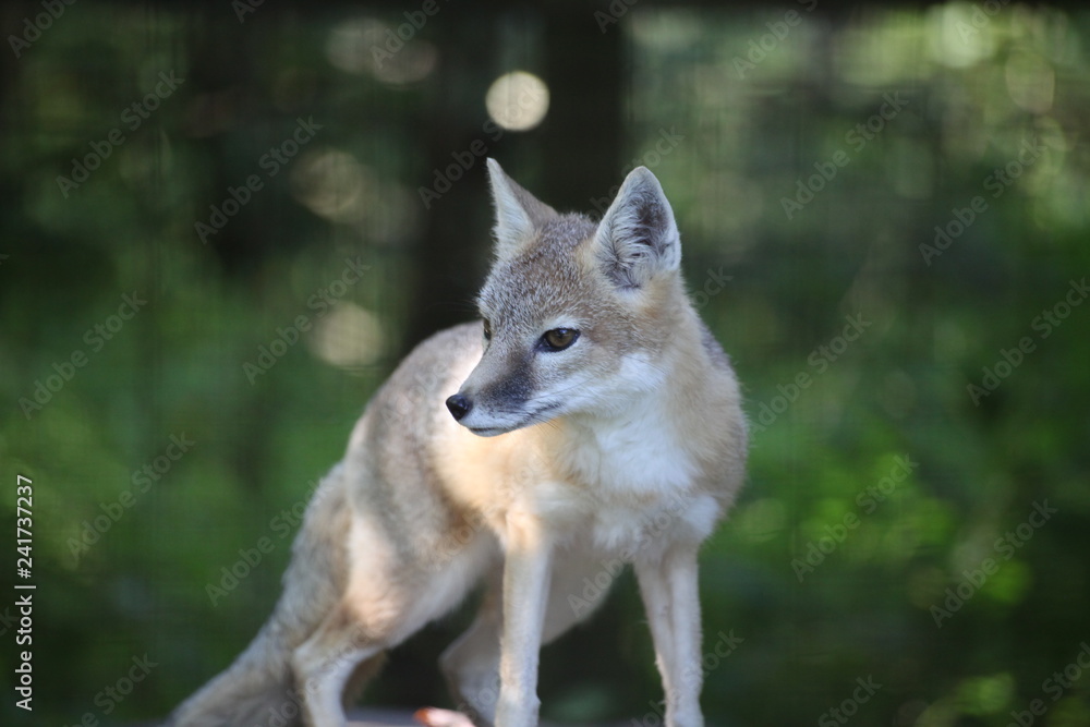 Fototapeta premium portrait of a red fox