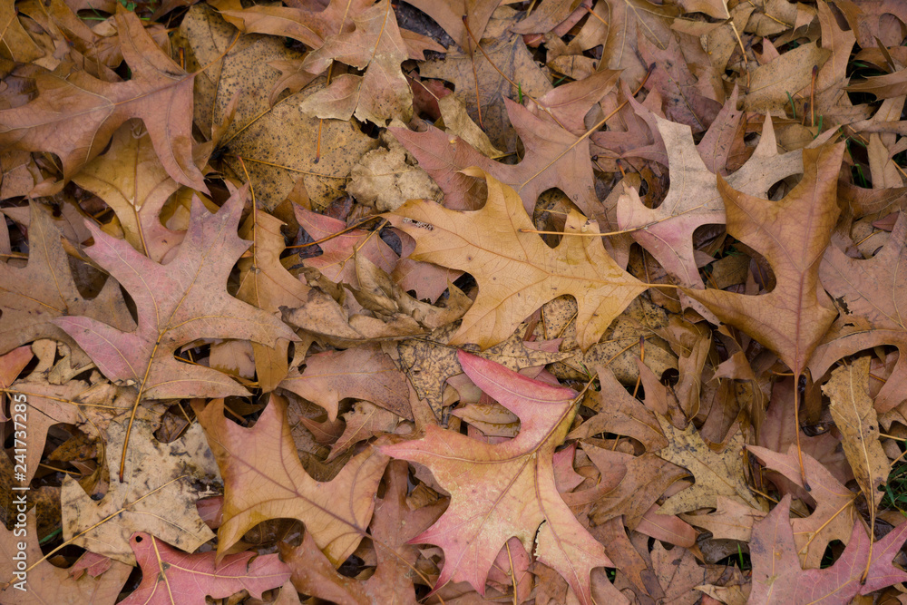 Herbstlaub Herbstlaub
