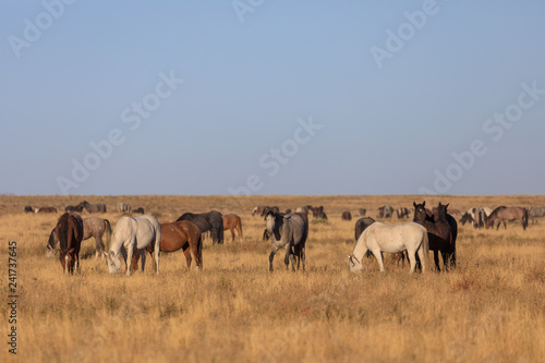Herd of Wild Horses in the Utah Desert © natureguy