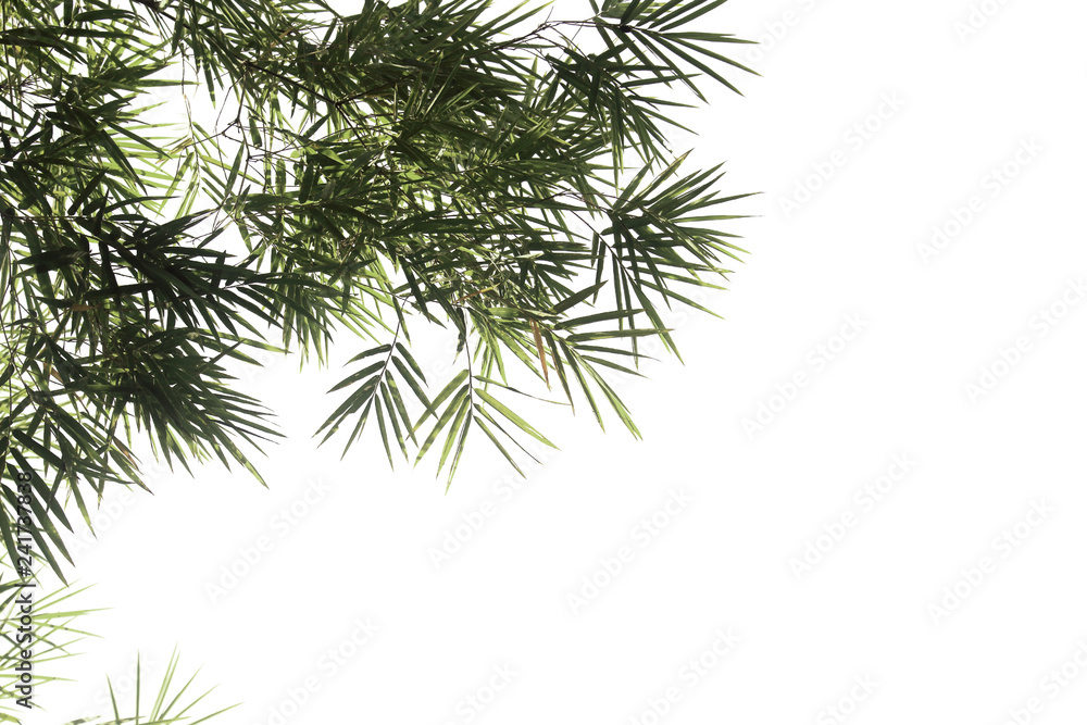 Fototapeta premium Bamboo leaves isolated on a white background for graphic design.