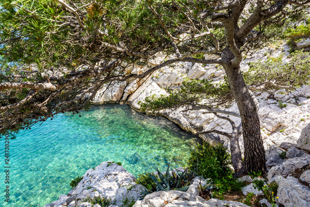 View from above of a small rocky inlet with turquoise water and stone pine tree in the calanque de Morgiou on the mediterranean shore near Marseille in the south of France on a sunny spring day.