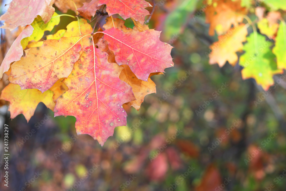 Autumn background with colored oak leaves Autumn background with colored oak leaves