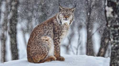 Lince Artica