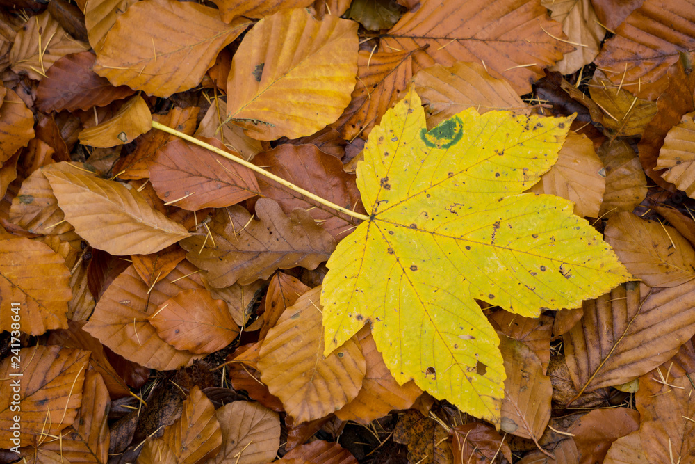 Herbstlaub Herbstlaub