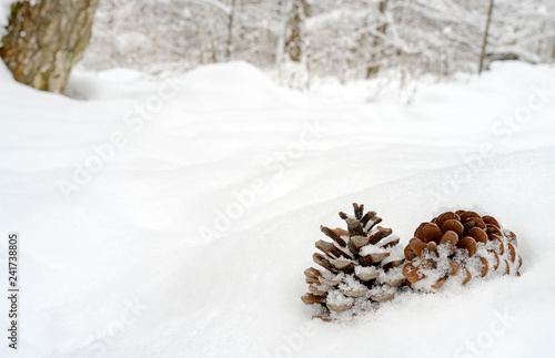 Pine cones on the snow