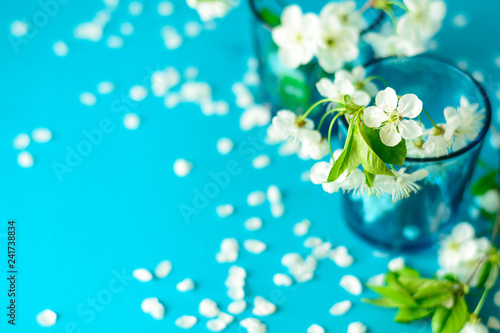 White cherry blossom twigs in glass vase on blue paper background. Copy space. Selective focus