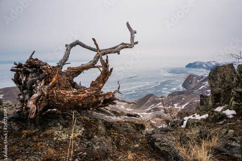 Old wooden stump on the shore of Baikal lake in Siberia