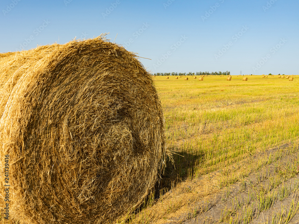 Agricultural field. Round bundles of dry grass in the field against the blue sky. farmer hay roll close up Agricultural field. Round bundles of dry grass in the field against the blue sky. farmer hay roll close up