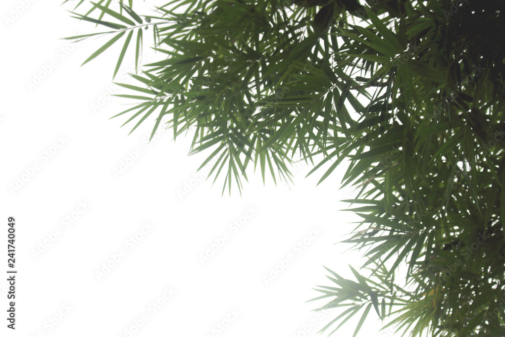 Bamboo leaves isolated on a white background for graphic design. Bamboo leaves isolated on a white background for graphic design.