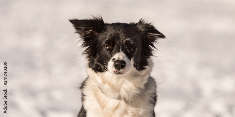 Border collie dog. Portrait in front of a snowy background Border collie dog. Portrait in front of a snowy background