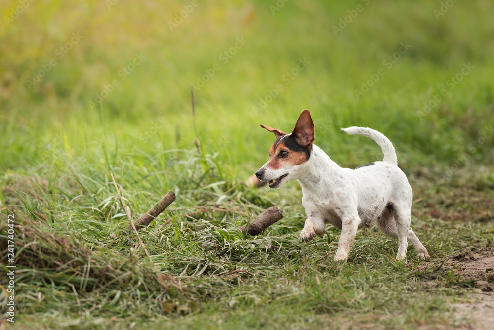 small dog runs and flies over a green meadow in spring. Jack Russell Terrier Hound 10 years old