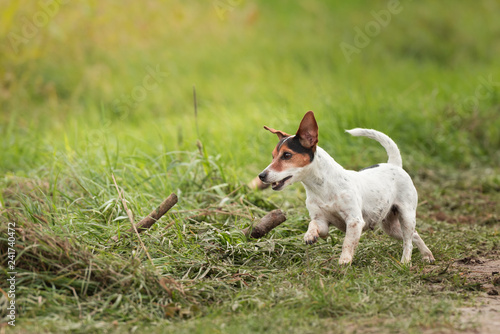 small dog runs and flies over a green meadow in spring. Jack Russell Terrier Hound 10 years old