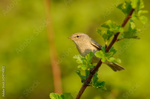 The common chiffchaff, or simply the chiffchaff, (Phylloscopus collybita) is a common and widespread leaf warbler which breeds in open woodlands. Singing spring bird