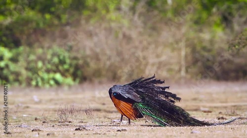 Indian peafowl male preening and grooming in Bundala national park, Sri Lanka ; specie Pavo cristatus  family of Phasianidae photo