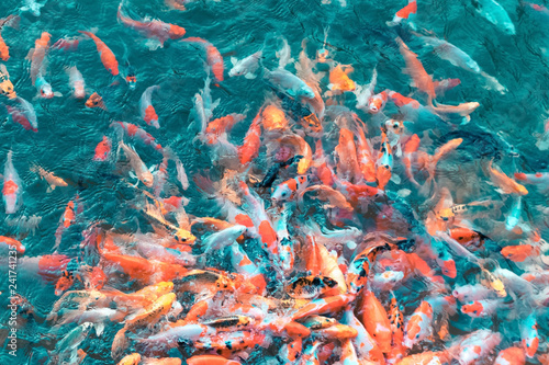 Colorful Japanese Koi Carp fishes moving in a lovely pond of a g