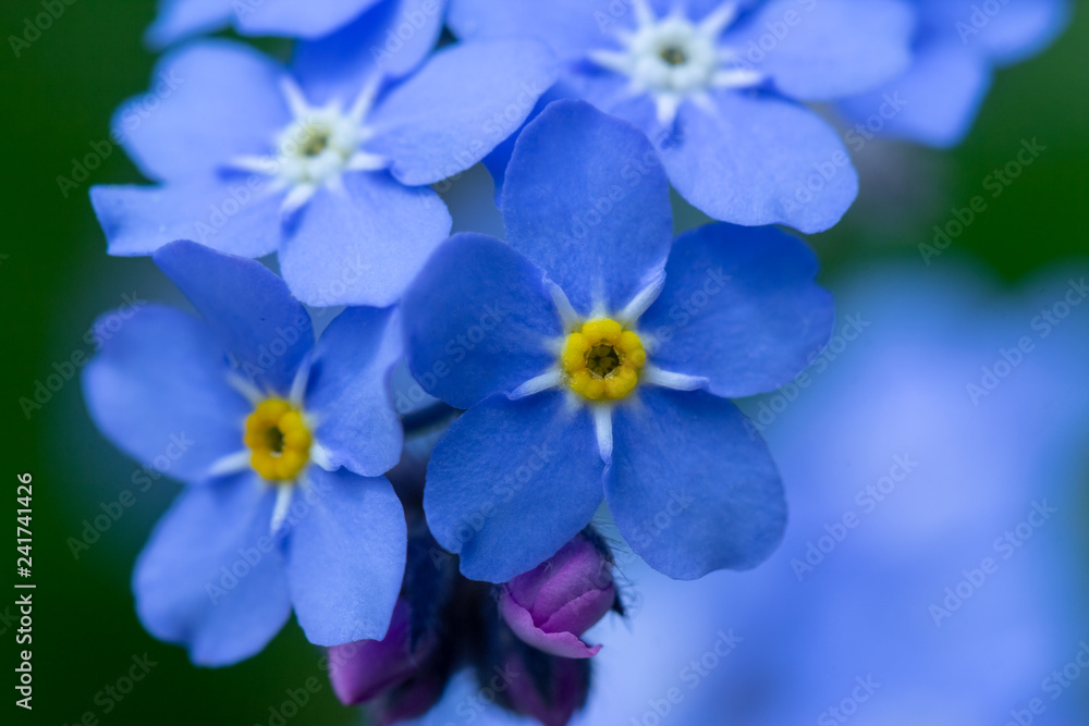 spring background forget-me-not flowers